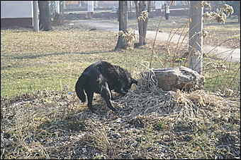 24 апреля 2010 г., Барнаул   Общегородской субботник в Барнауле