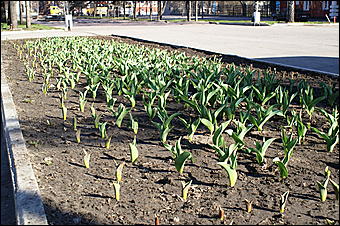 21 апреля 2007 г., Барнаул   В Барнауле прошел общегородской субботник