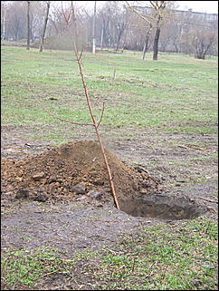 25 апреля 2009 г., Барнаул   общегородской субботник, фото FM-Продакшн и ИА "Амител"