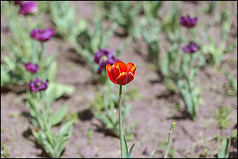 8 июня 2018 г., Барнаул. Екатерина Смолихина   Лето, жара, Барнаул: долгожданное тепло пришло в город
