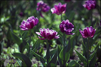 8 июня 2018 г., Барнаул. Екатерина Смолихина   Лето, жара, Барнаул: долгожданное тепло пришло в город