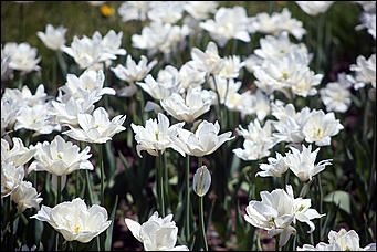 8 июня 2018 г., Барнаул. Екатерина Смолихина   Лето, жара, Барнаул: долгожданное тепло пришло в город