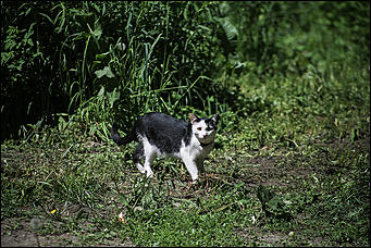 8 июня 2018 г., Барнаул. Екатерина Смолихина   Лето, жара, Барнаул: долгожданное тепло пришло в город