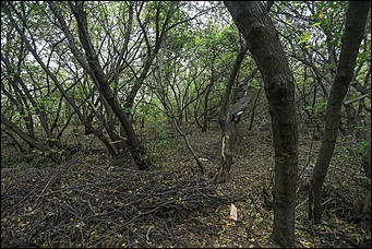 26 сентября 2017 г, Барнаул. Екатерина Смолихина Над пропастью в Оби: фотопрогулка по береговой улице Барнаула