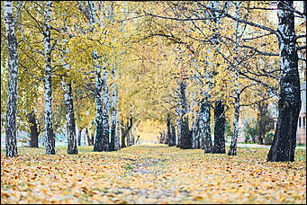 15 октябрь 2020 г., Барнаул   "Пускай лежат еще недельку". Барнаул в осенней листве 