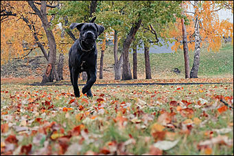 15 октябрь 2020 г., Барнаул   "Пускай лежат еще недельку". Барнаул в осенней листве 