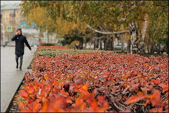 15 октябрь 2020 г., Барнаул   "Пускай лежат еще недельку". Барнаул в осенней листве 