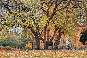 15 октябрь 2020 г., Барнаул   "Пускай лежат еще недельку". Барнаул в осенней листве 