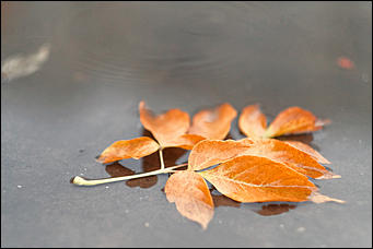 15 октябрь 2020 г., Барнаул   "Пускай лежат еще недельку". Барнаул в осенней листве 