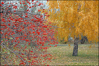 15 октябрь 2020 г., Барнаул   "Пускай лежат еще недельку". Барнаул в осенней листве 