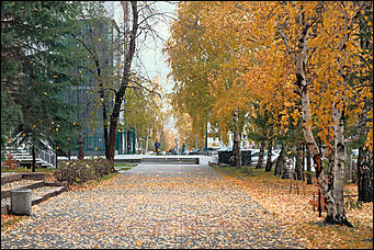 15 октябрь 2020 г., Барнаул   "Пускай лежат еще недельку". Барнаул в осенней листве 