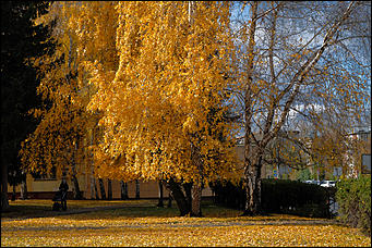 15 октябрь 2020 г., Барнаул   "Пускай лежат еще недельку". Барнаул в осенней листве 