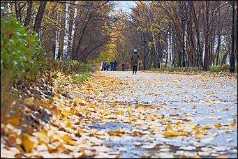 15 октябрь 2020 г., Барнаул   "Пускай лежат еще недельку". Барнаул в осенней листве 