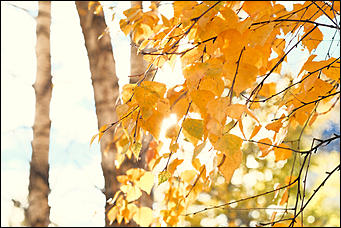 15 октябрь 2020 г., Барнаул   "Пускай лежат еще недельку". Барнаул в осенней листве 