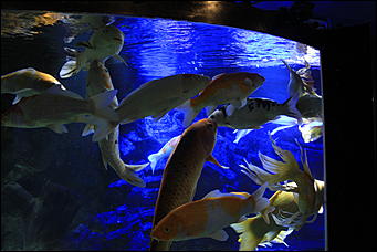 декабрь 2012 г. Нья Чанг   Социализм по-вьетнамски