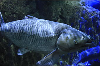 декабрь 2012 г. Нья Чанг   Социализм по-вьетнамски