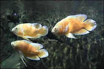 декабрь 2012 г. Нья Чанг   Социализм по-вьетнамски