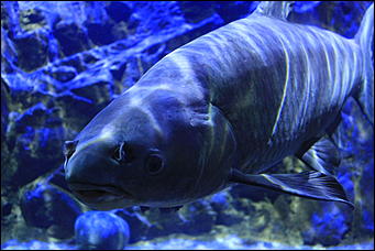 декабрь 2012 г. Нья Чанг   Социализм по-вьетнамски