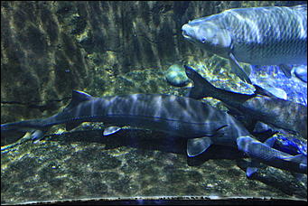 декабрь 2012 г. Нья Чанг   Социализм по-вьетнамски