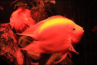 декабрь 2012 г. Нья Чанг   Социализм по-вьетнамски