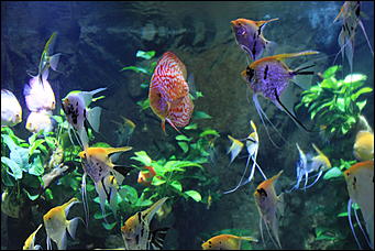 декабрь 2012 г. Нья Чанг   Социализм по-вьетнамски