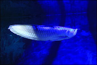 декабрь 2012 г. Нья Чанг   Социализм по-вьетнамски