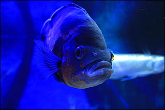 декабрь 2012 г. Нья Чанг   Социализм по-вьетнамски