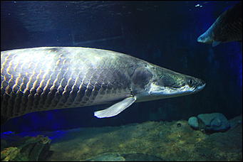 декабрь 2012 г. Нья Чанг   Социализм по-вьетнамски