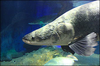 декабрь 2012 г. Нья Чанг   Социализм по-вьетнамски