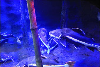 декабрь 2012 г. Нья Чанг   Социализм по-вьетнамски