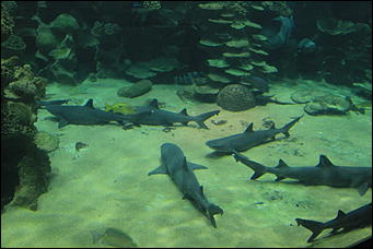 декабрь 2012 г. Нья Чанг   Социализм по-вьетнамски