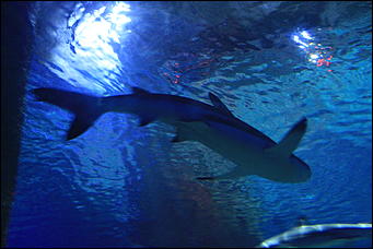 декабрь 2012 г. Нья Чанг   Социализм по-вьетнамски