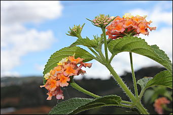 декабрь 2012 г. Нья Чанг   Социализм по-вьетнамски