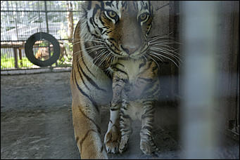 17 июля 2018 г., Барнаул. Екатерина Смолихина   Хищники-малютки: тигрята в барнаульском зоопарке делают первые шаги