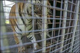 17 июля 2018 г., Барнаул. Екатерина Смолихина   Хищники-малютки: тигрята в барнаульском зоопарке делают первые шаги