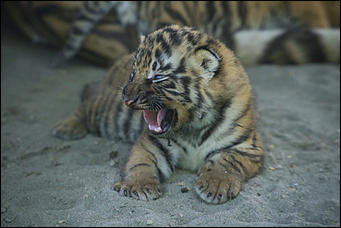 17 июля 2018 г., Барнаул. Екатерина Смолихина   Хищники-малютки: тигрята в барнаульском зоопарке делают первые шаги