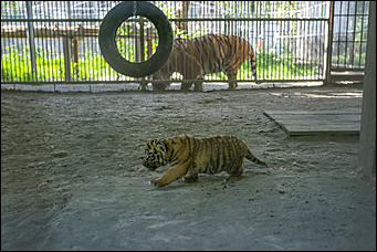 17 июля 2018 г., Барнаул. Екатерина Смолихина   Хищники-малютки: тигрята в барнаульском зоопарке делают первые шаги
