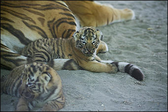 17 июля 2018 г., Барнаул. Екатерина Смолихина   Хищники-малютки: тигрята в барнаульском зоопарке делают первые шаги