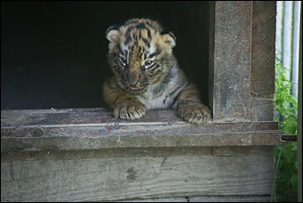 17 июля 2018 г., Барнаул. Екатерина Смолихина   Хищники-малютки: тигрята в барнаульском зоопарке делают первые шаги