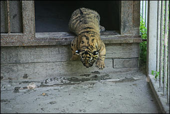17 июля 2018 г., Барнаул. Екатерина Смолихина   Хищники-малютки: тигрята в барнаульском зоопарке делают первые шаги