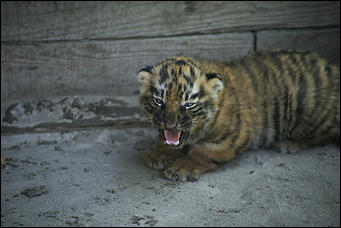 17 июля 2018 г., Барнаул. Екатерина Смолихина   Хищники-малютки: тигрята в барнаульском зоопарке делают первые шаги