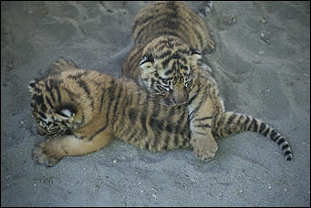 17 июля 2018 г., Барнаул. Екатерина Смолихина   Хищники-малютки: тигрята в барнаульском зоопарке делают первые шаги