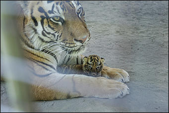 17 июля 2018 г., Барнаул. Екатерина Смолихина   Хищники-малютки: тигрята в барнаульском зоопарке делают первые шаги