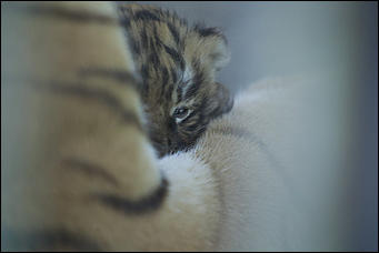 17 июля 2018 г., Барнаул. Екатерина Смолихина   Хищники-малютки: тигрята в барнаульском зоопарке делают первые шаги