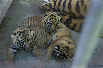17 июля 2018 г., Барнаул. Екатерина Смолихина   Хищники-малютки: тигрята в барнаульском зоопарке делают первые шаги