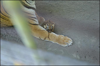 17 июля 2018 г., Барнаул. Екатерина Смолихина   Хищники-малютки: тигрята в барнаульском зоопарке делают первые шаги