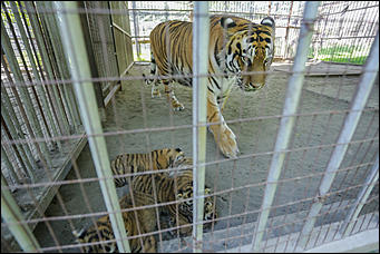 17 июля 2018 г., Барнаул. Екатерина Смолихина   Хищники-малютки: тигрята в барнаульском зоопарке делают первые шаги