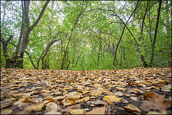14 сентябрь 2016 г., Барнаул © Амител Вячеслав Мельников   Там на неведомых дорожках: парк "Юбилейный" в сентябре 2016 года  