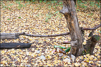 14 сентябрь 2016 г., Барнаул © Амител Вячеслав Мельников   Там на неведомых дорожках: парк "Юбилейный" в сентябре 2016 года  