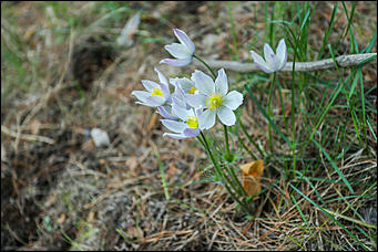 20 мая 2018 г., Барнаул. Екатерина Смолихина   Охотники за браконьерами: как егеря на Алтае охраняют уникальные заказники
